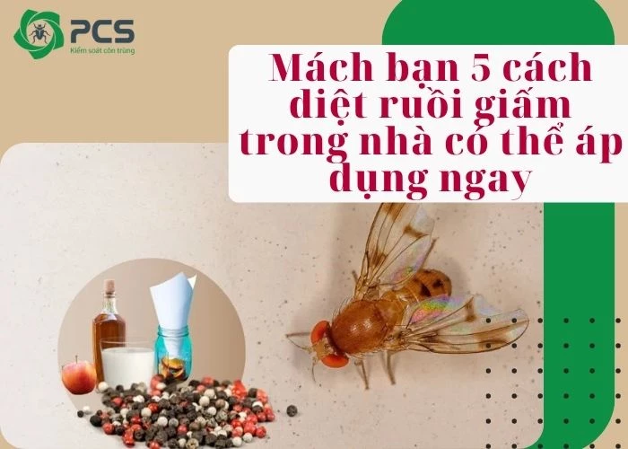 5 Cách diệt ruồi giấm trong nhà hiệu quả triệt để