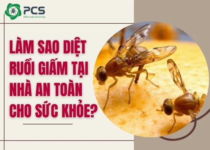 Làm sao diệt ruồi giấm tại nhà nhanh chóng và triệt để?