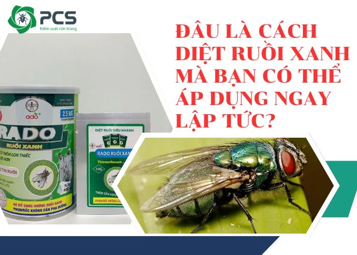 Tổng hợp cách diệt ruồi xanh hiệu quả nhanh chóng