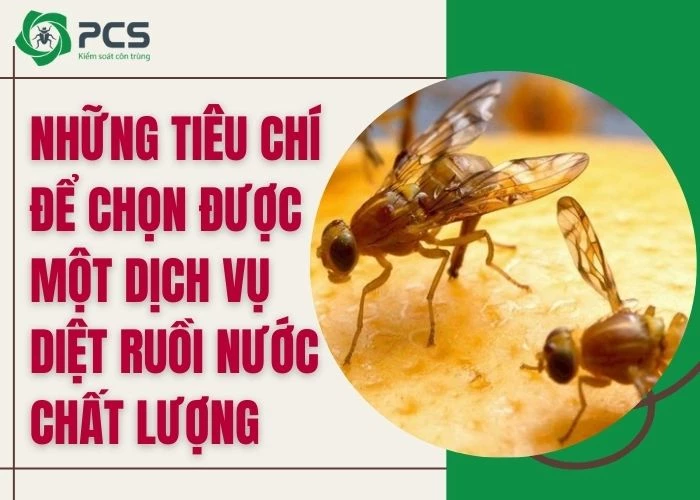 Diệt ruồi nước: Bí quyết chọn dịch vụ diệt ruồi chất lượng