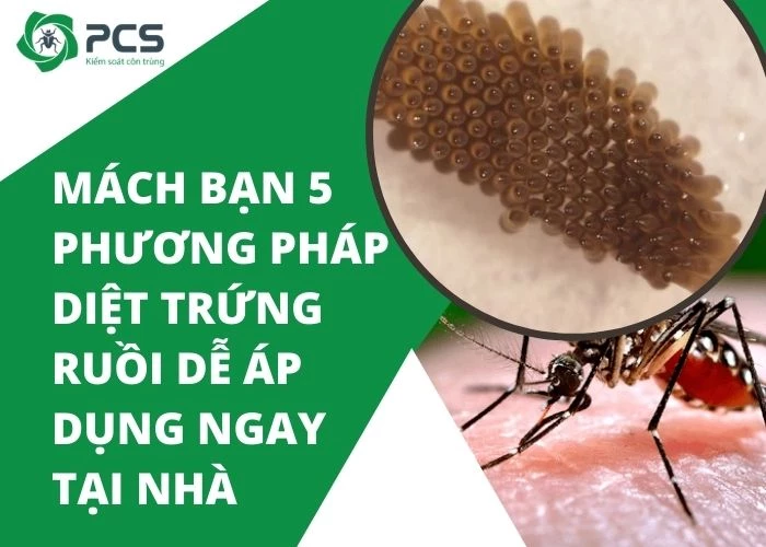 Hướng dẫn diệt trứng ruồi hiệu quả ngay tại nhà