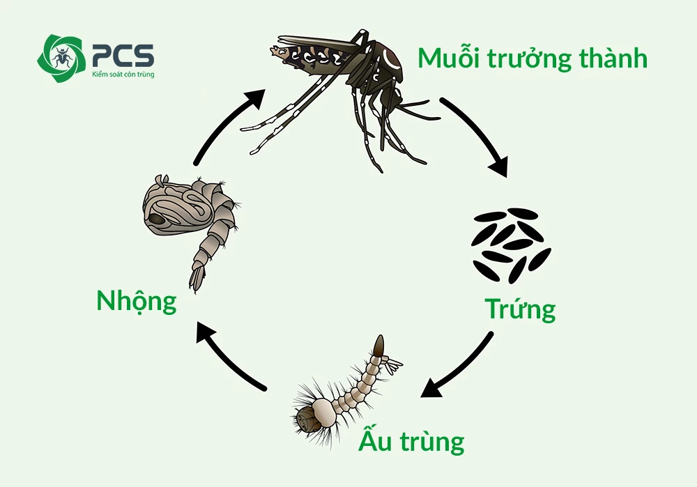 Vòng đời của các loài muỗi Aedes, Anopheles, Culex | Loài Muỗi | PCS