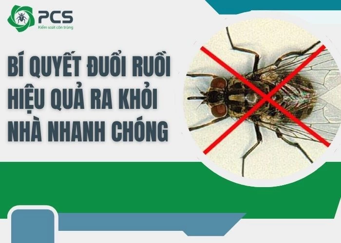 Bí quyết đuổi ruồi hiệu quả ra khỏi nhà nhanh chóng