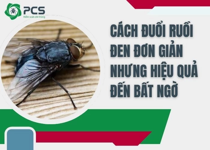 Cách đuổi ruồi đen đơn giản hiệu quả triệt để