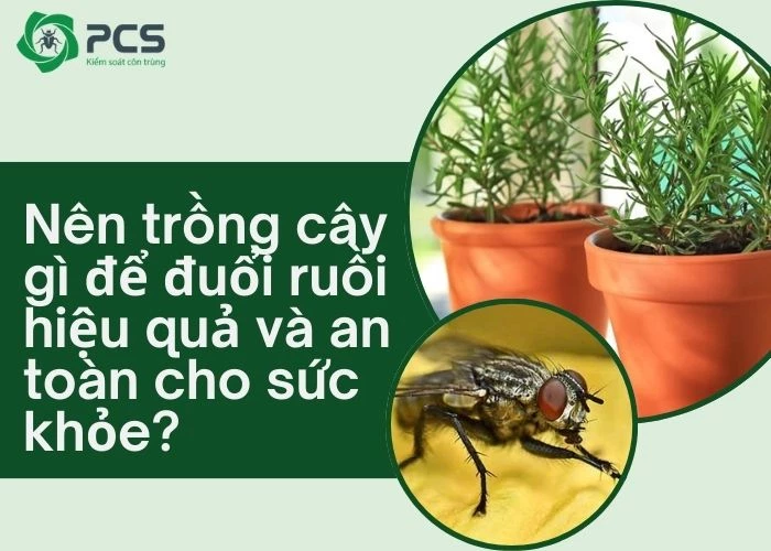 Nên trồng cây gì để đuổi ruồi hiệu quả?