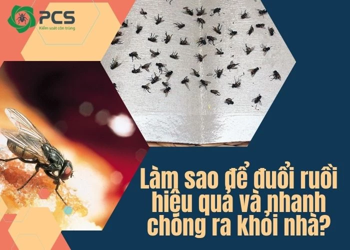 Làm sao để đuổi ruồi hiệu quả và nhanh chóng ra khỏi nhà?