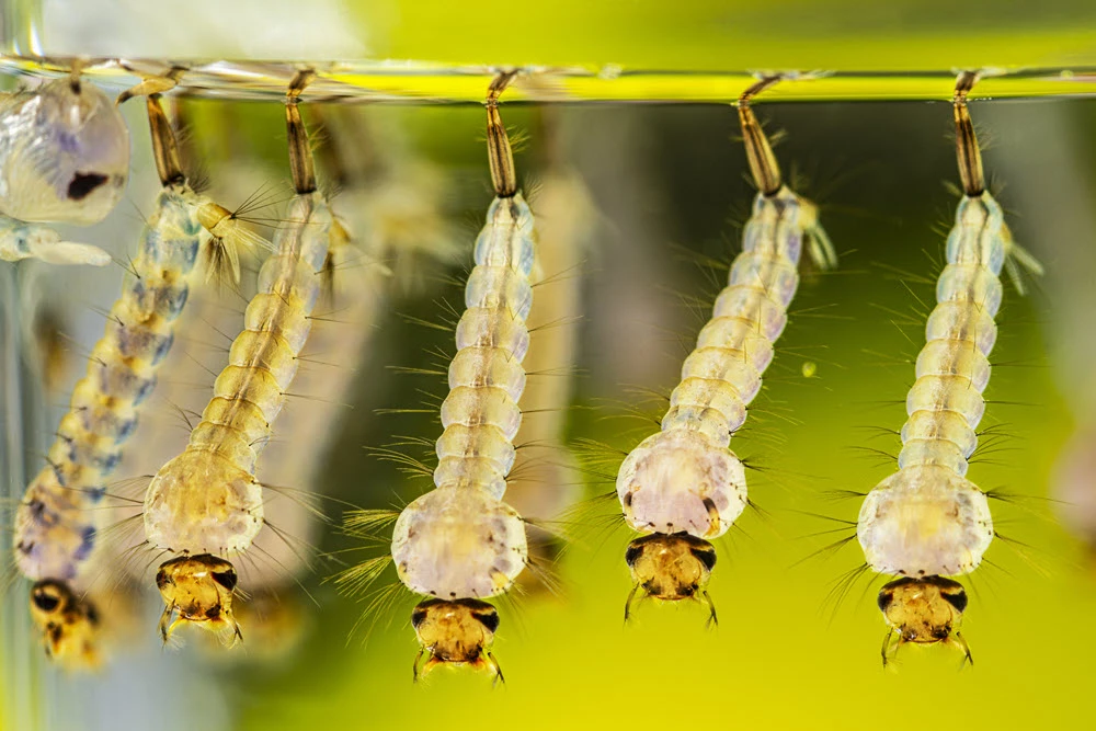 Vòng đời của các loài muỗi Aedes, Anopheles, Culex | Loài Muỗi | PCS