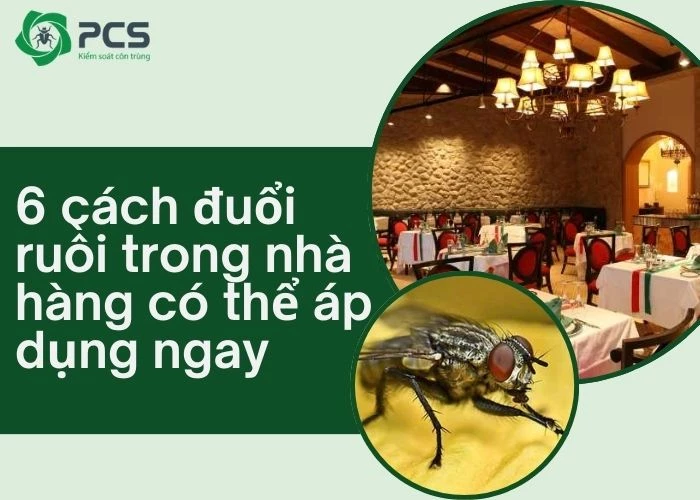 6 Cách đuổi ruồi trong nhà hàng hiệu quả triệt để