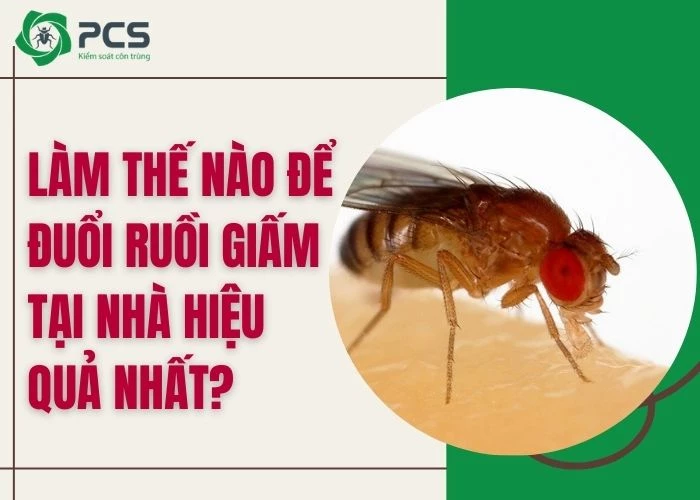 Làm thế nào để đuổi ruồi giấm tại nhà hiệu quả nhất?