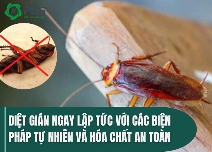 Diệt gián ngay lập tức với 6 cách làm sau