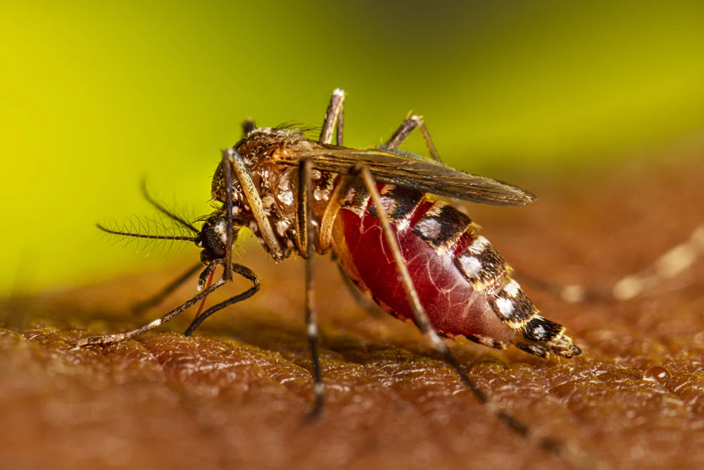 Vòng đời của các loài muỗi Aedes, Anopheles, Culex | Loài Muỗi | PCS