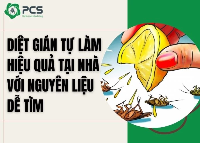 5 Cách diệt gián tự làm hiệu quả tại nhà