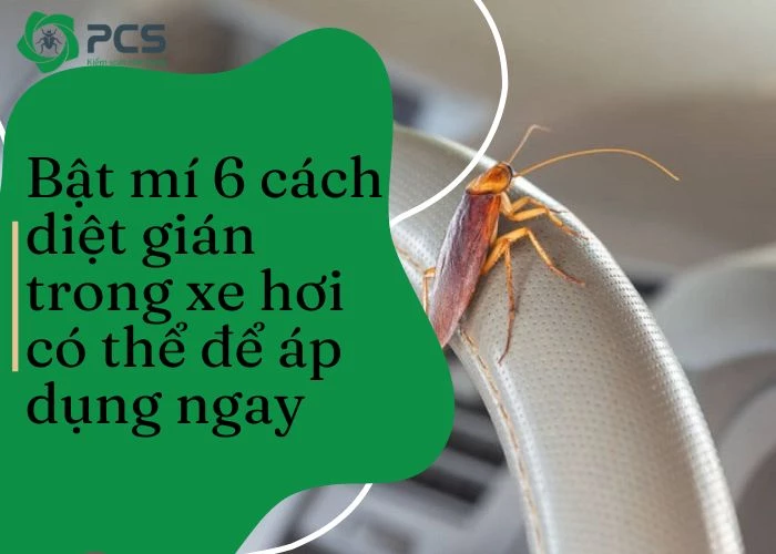 6 Cách diệt gián trong xe hơi bạn nên áp dụng ngay