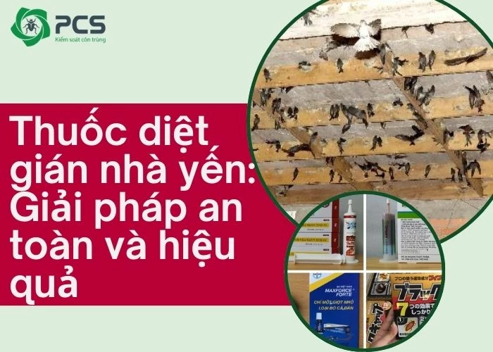 Thuốc diệt gián nhà yến có thật sự hiệu quả