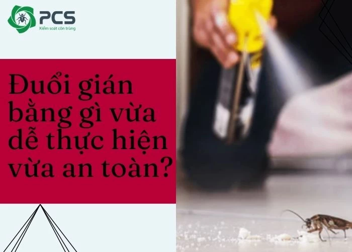 Đuổi gián bằng gì vừa dễ thực hiện vừa an toàn