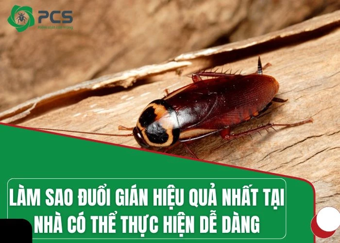 Làm sao đuổi gián hiệu quả: Chia sẻ các cách thực hiện