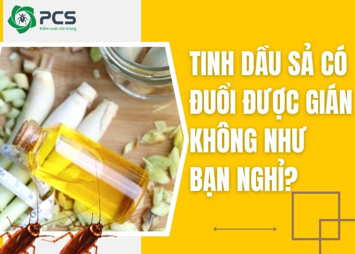 Tinh dầu sả có đuổi được gián không?