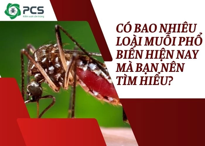 Có bao nhiêu loài muỗi phổ biến hiện nay?