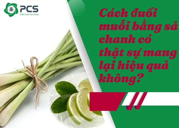 Cách đuổi muỗi bằng sả chanh có hiệu quả không?