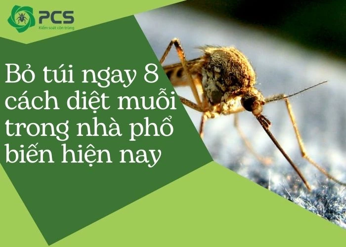 8 Cách diệt muỗi trong nhà an toàn hiệu quả