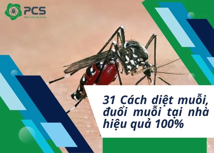 31 Cách diệt muỗi, đuổi muỗi tại nhà hiệu quả, dễ làm