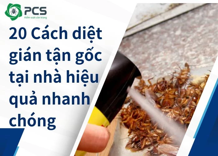 20 Cách diệt gián tận gốc tại nhà hiệu quả nhanh chóng