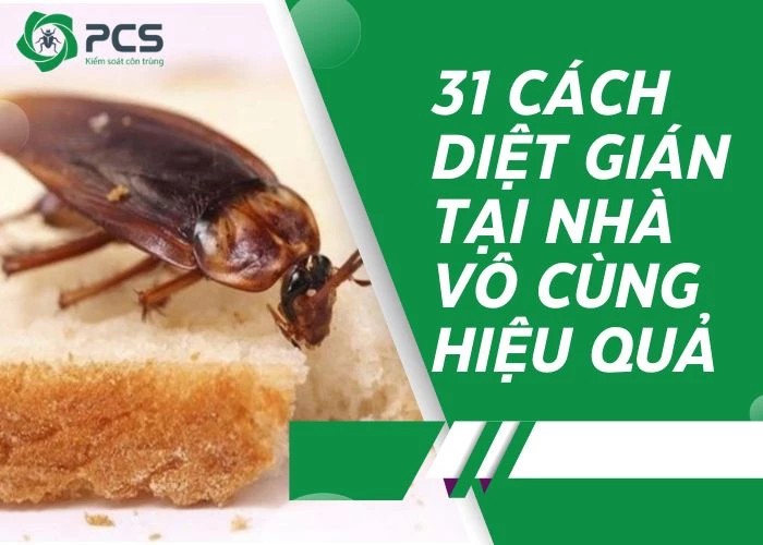 31 Cách diệt gián tại nhà vô cùng hiệu quả