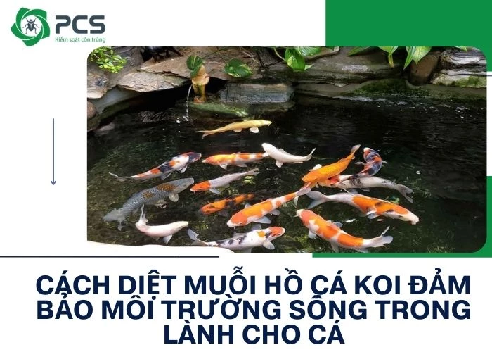 Cách diệt muỗi hồ cá koi an toàn và hiệu quả