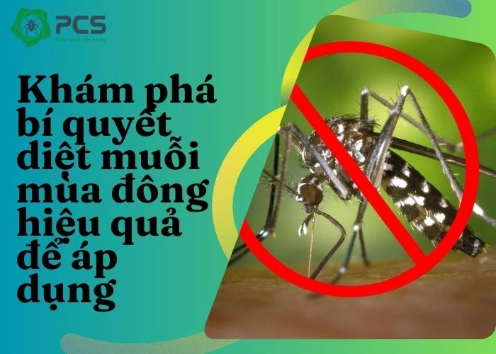 Hướng dẫn diệt muỗi mùa đông hiệu quả an toàn