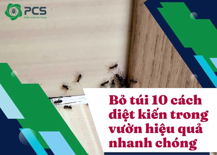 10 Cách diệt kiến trong vườn hiệu quả nhanh chóng