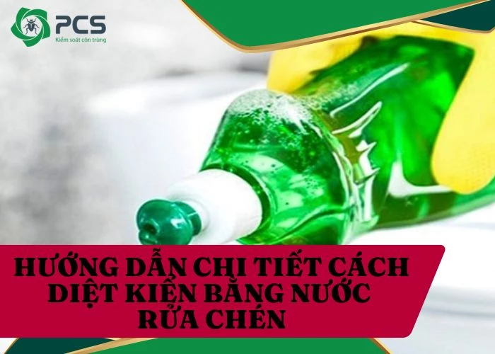 Hướng dẫn diệt kiến bằng nước rửa chén đơn giản nhất