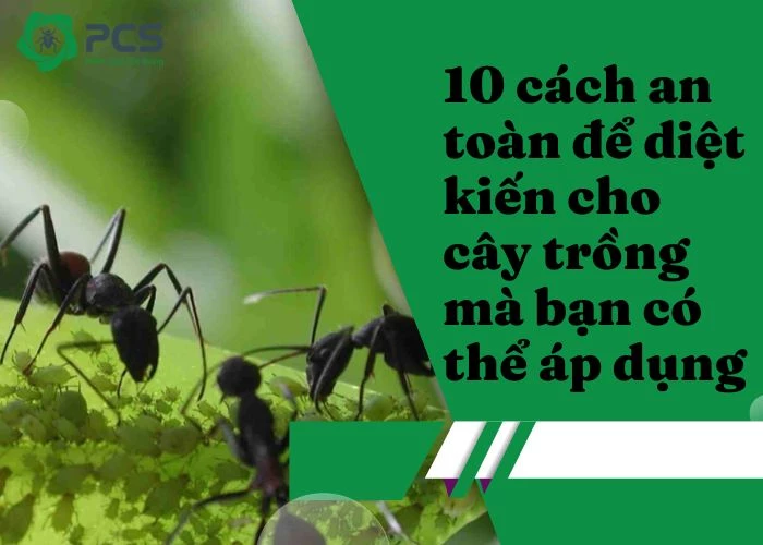 10 Cách diệt kiến cho cây trồng mà bạn nên biết