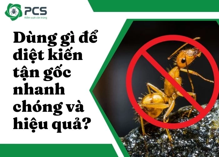 Dùng gì để diệt kiến tận gốc nhanh chóng và hiệu quả