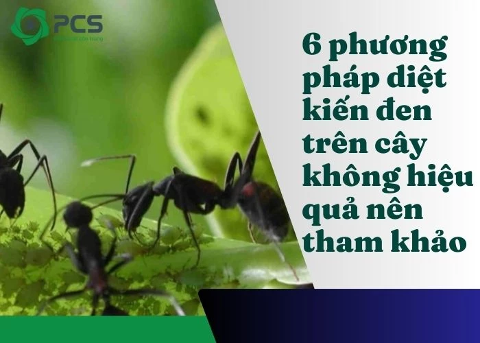 6 Cách diệt kiến đen trên cây an toàn và hiệu quả