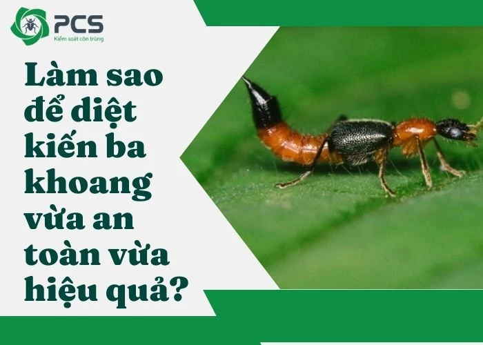 Làm sao để diệt kiến ba khoang vừa an toàn vừa hiệu quả?