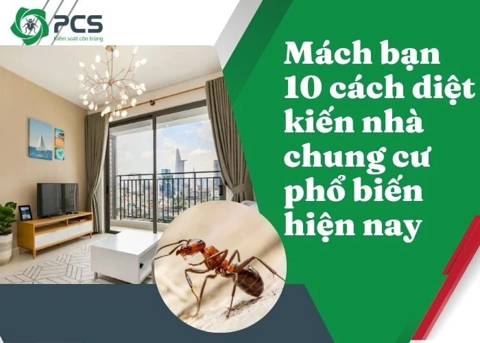 Mách bạn 10 cách diệt kiến nhà chung cư phổ biến hiện nay