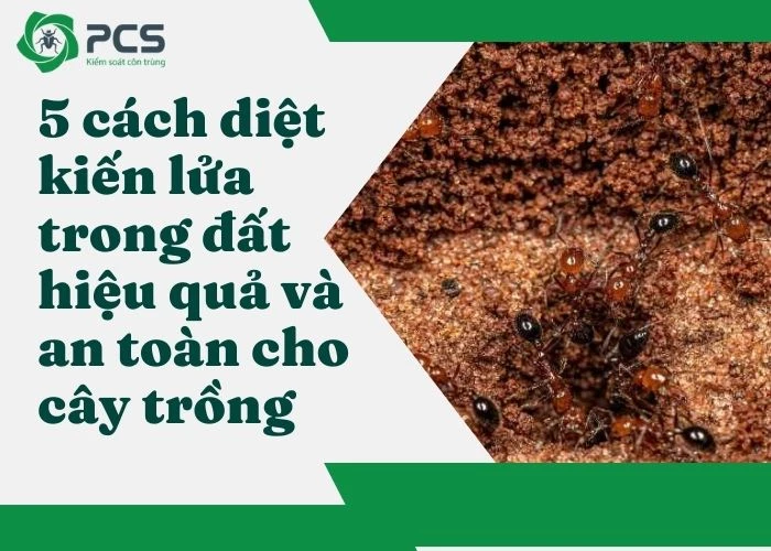 5 Cách diệt kiến lửa trong đất hiệu quả và an toàn cho cây trồng