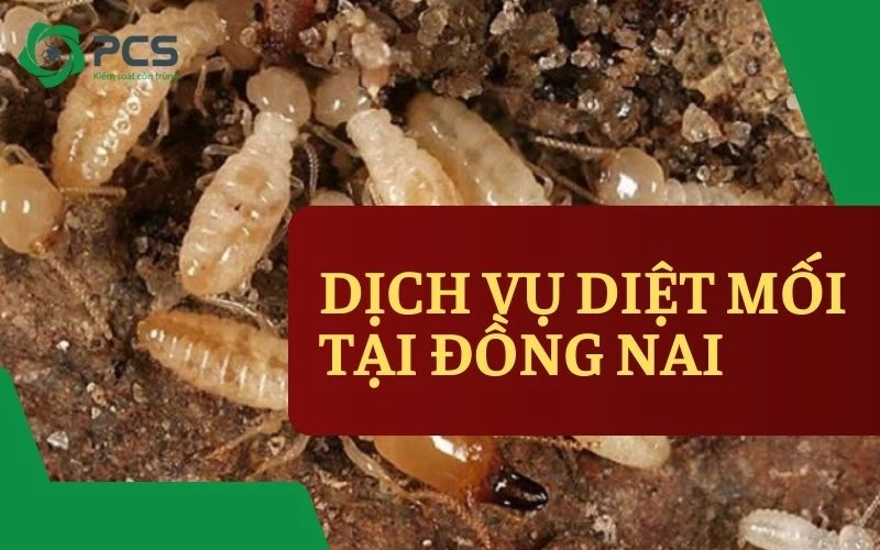 Dịch vụ diệt mối tại Đồng Nai hiệu quả chỉ sau 1 lần xử lý