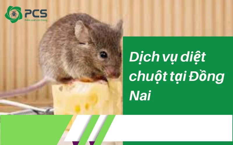 Dịch vụ diệt chuột tại Đồng Nai nhanh chóng và an toàn tuyệt đối