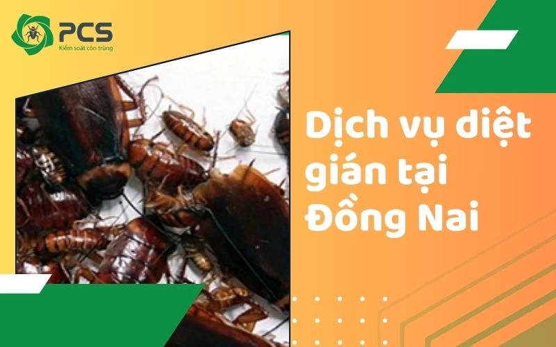 Dịch vụ diệt gián tại Đồng Nai không mùi, không độc hại