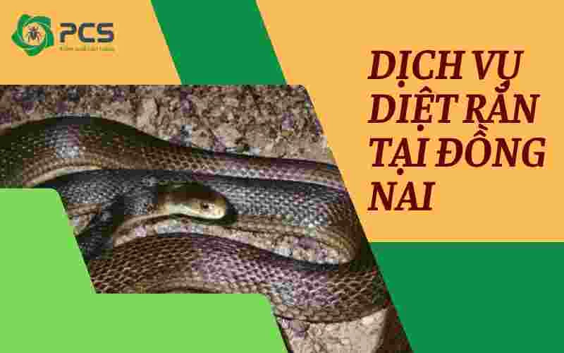 Dịch vụ diệt rắn tại Đồng Nai an toàn - nhanh chóng và uy tín