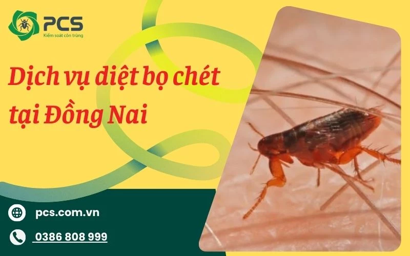 Dịch vụ diệt bọ chét tại Đồng Nai uy tín, hiệu quả đến 99%