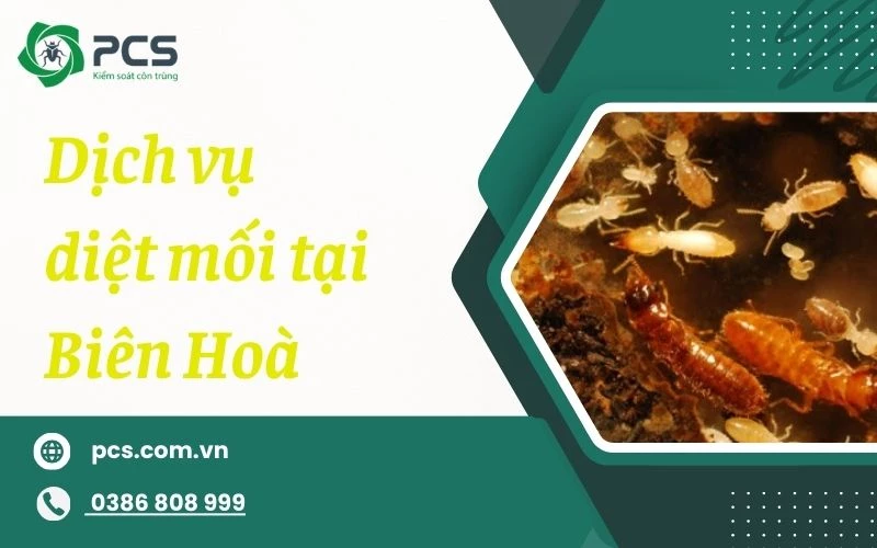 Dịch vụ diệt mối tại Biên Hoà giá cực tốt, không tái phát