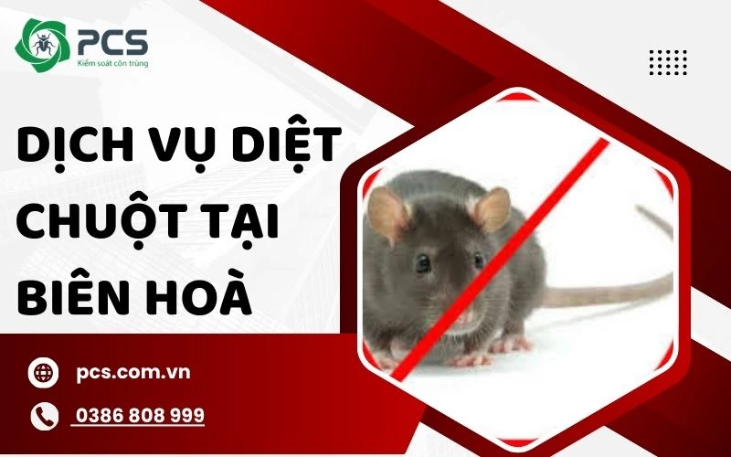 Dịch vụ diệt chuột tại Biên Hoà an toàn và không gây hại
