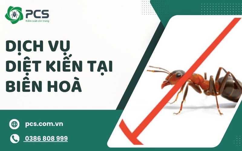 Dịch vụ diệt kiến tại Biên Hoà hiệu quả nhanh - giá ưu đãi