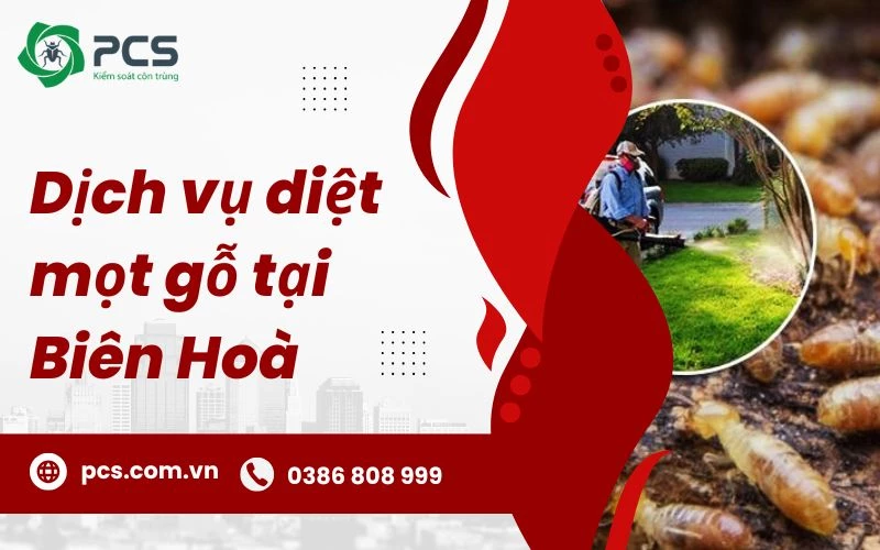 Dịch vụ diệt mọt gỗ tại Biên Hòa chuyên nghiệp, hiệu quả lâu dài