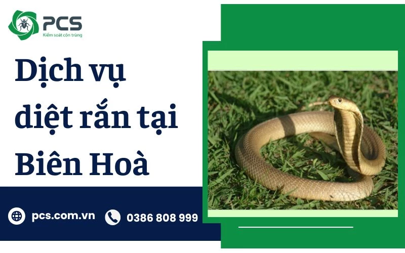 Dịch vụ diệt rắn tại Biên Hoà xử lý hiệu quả và an toàn