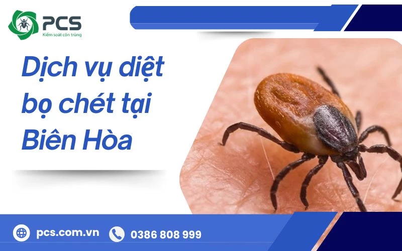 Dịch vụ diệt bọ chét tại Biên Hoà an toàn, không gây độc hại