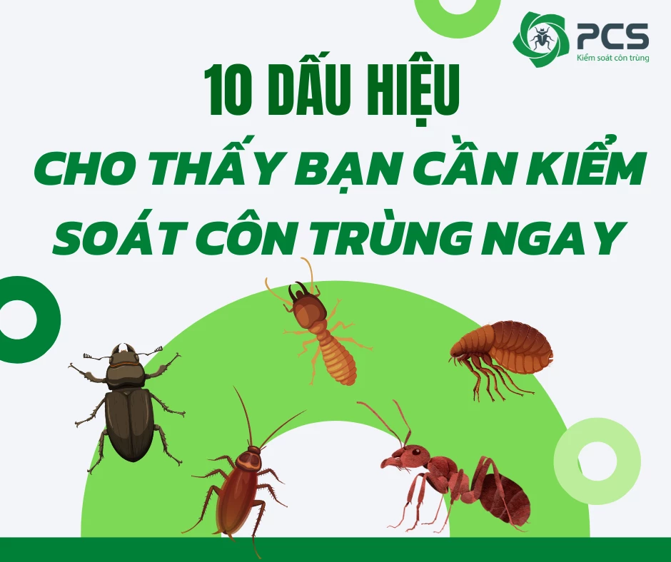10 dấu hiệu cho thấy bạn cần kiểm soát côn trùng ngay