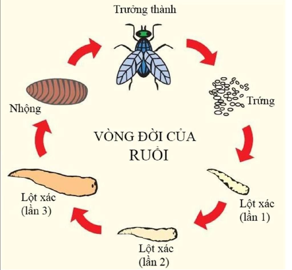Chi tiết về Vòng đời của ruồi